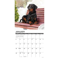 Just Doberman Pinschers 2026 Wall Calendar - Online Exclusive