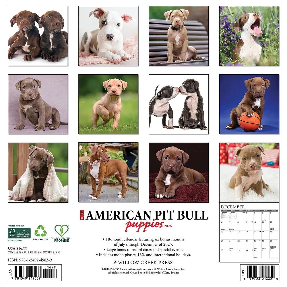 Just  American Pit Bull Terrier Puppies 2026 Wall Calendar - Online Exclusive