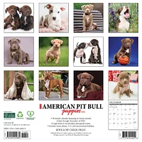 Just  American Pit Bull Terrier Puppies 2026 Wall Calendar - Online Exclusive