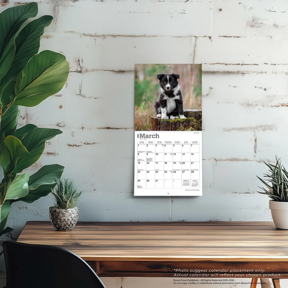 Border Collie Puppies 2026 Mini Calendar