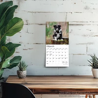 Border Collie Puppies 2026 Mini Calendar