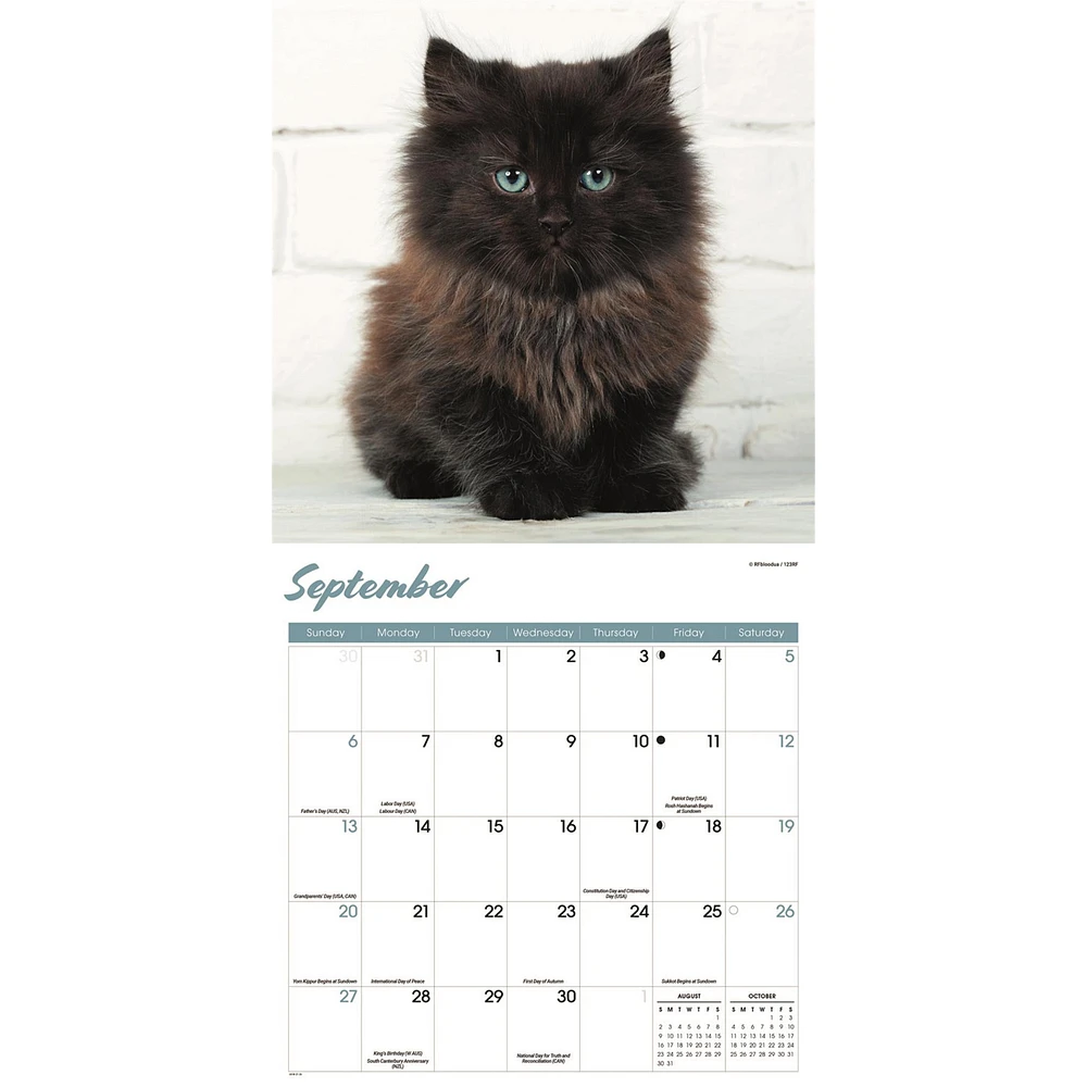 Black Kittens 2026 Wall Calendar