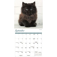 Black Kittens 2026 Wall Calendar