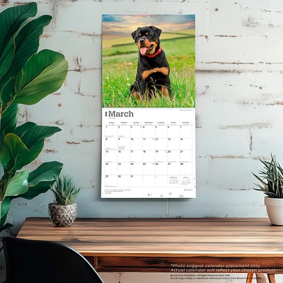 Rottweilers 2026 Wall Calendar