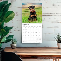 Rottweilers 2026 Wall Calendar