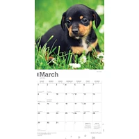 Dachshund Puppies 2026 Wall Calendar
