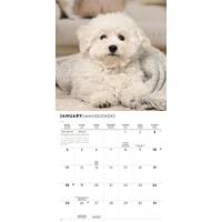 Bichon Frise 2026 Wall Calendar