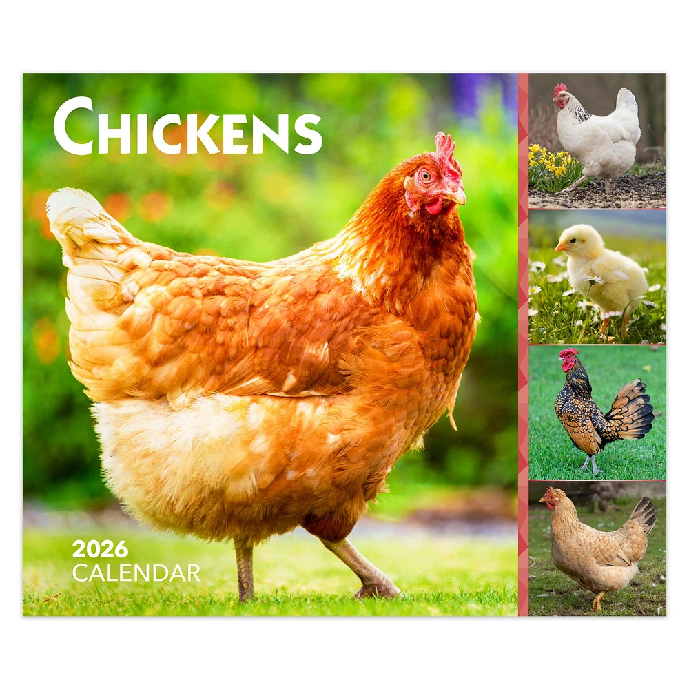 Chickens 2026 Box Calendar - Online Exclusive