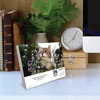 What Cats Teach Us 2026 Box Calendar