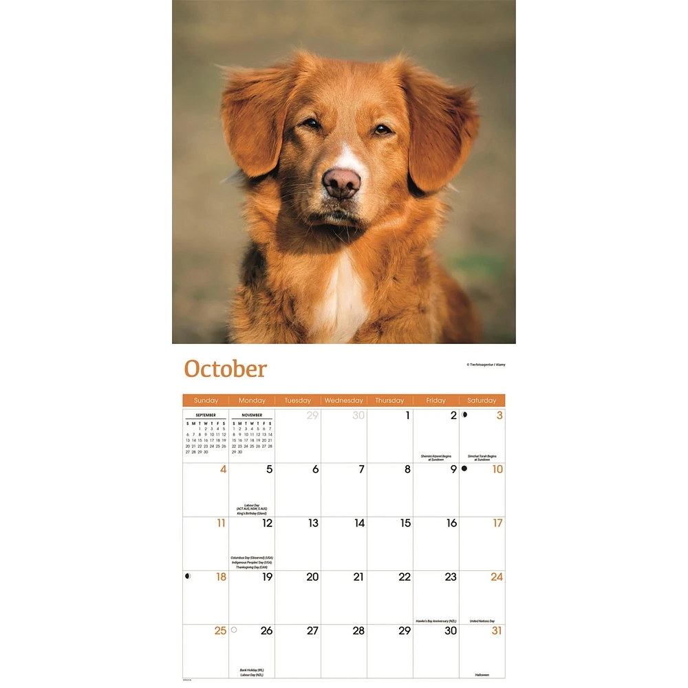 Nova Scotia Duck Tolling Retriever 2026 Wall Calendar