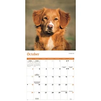Nova Scotia Duck Tolling Retriever 2026 Wall Calendar