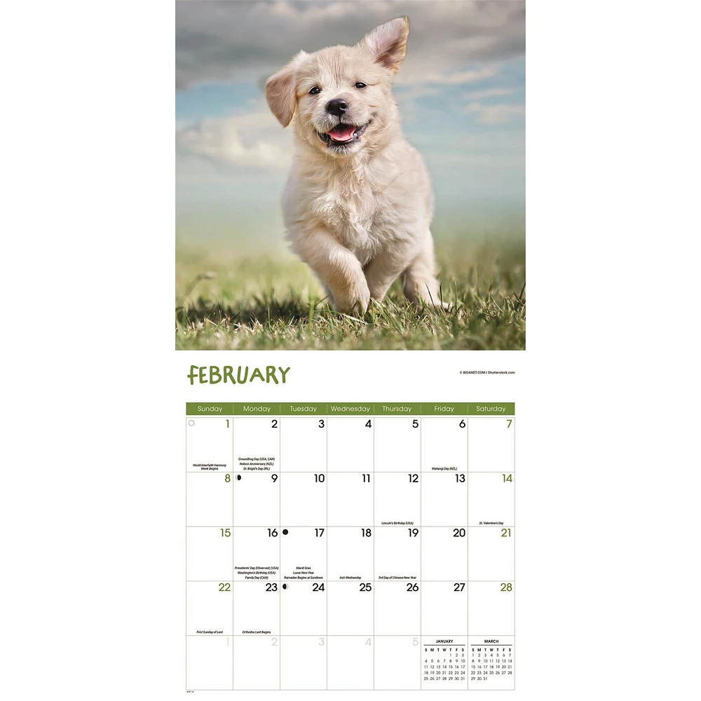 Playful Puppies 2026 Wall Calendar
