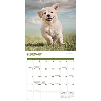 Playful Puppies 2026 Wall Calendar