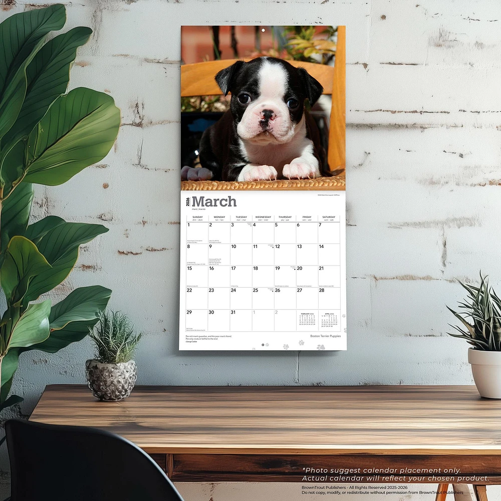 Boston Terrier Puppies 2026 Wall Calendar - Online Exclusive