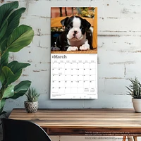 Boston Terrier Puppies 2026 Wall Calendar - Online Exclusive