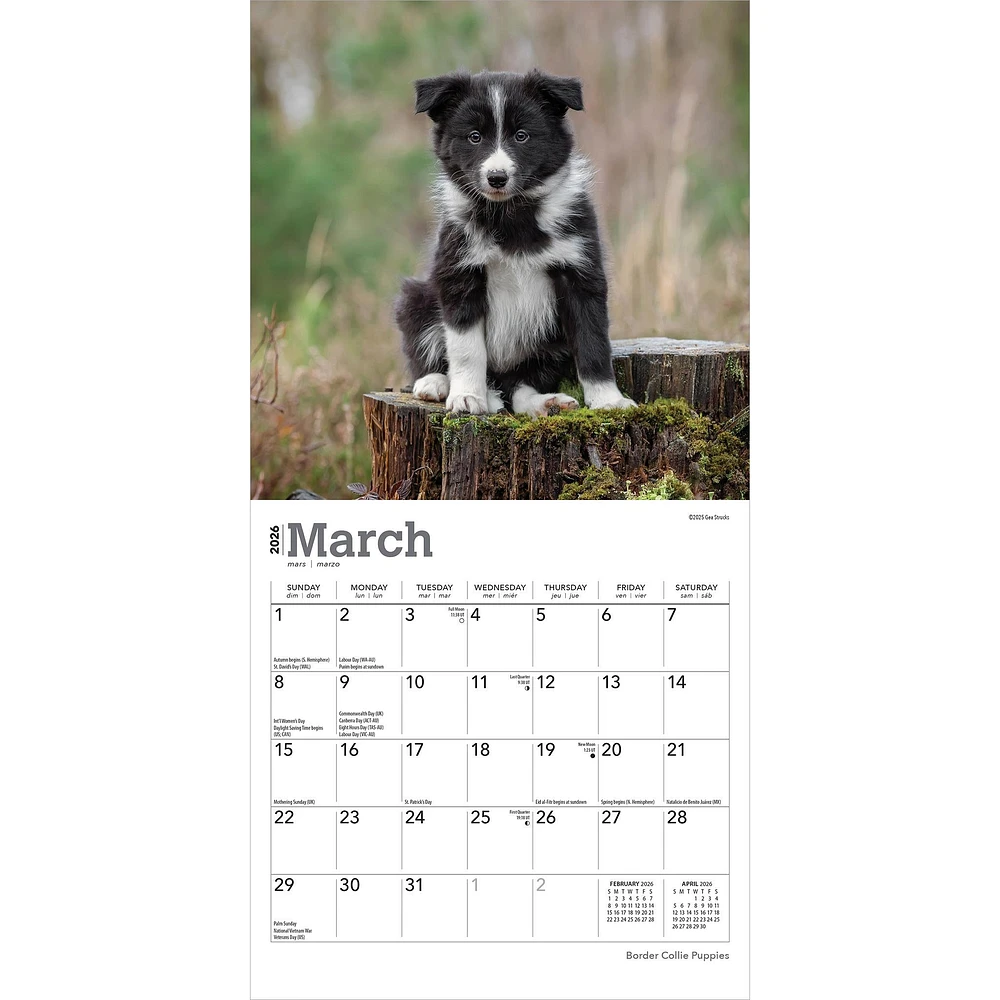 Border Collie Puppies 2026 Mini Calendar