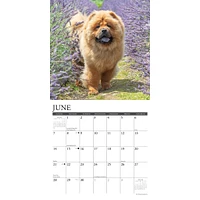 Just Chow Chows 2026 Wall Calendar