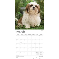 Shih Tzu Puppies 2026 Wall Calendar
