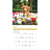 Nova Scotia Duck Tolling Retriever 2026 Wall Calendar