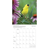 Songbirds Of North America 2026 Wall Calendar