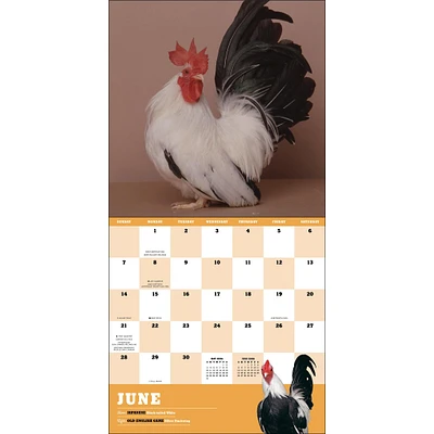 Extraordinary Chickens 2026 Wall Calendar