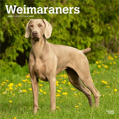 Weimaraners 2026 Wall Calendar