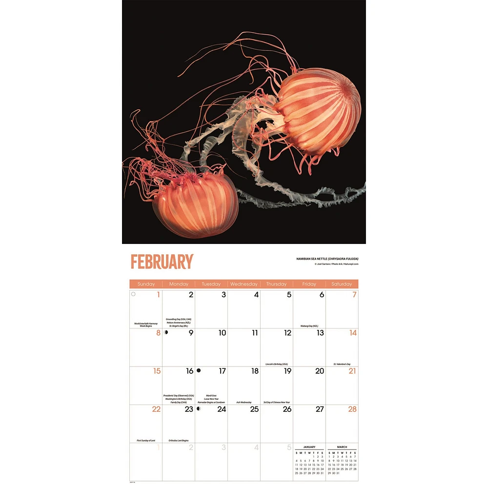 Jellyfish 2026 Wall Calendar