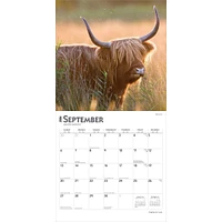 Highland Cows 2026 Wall Calendar