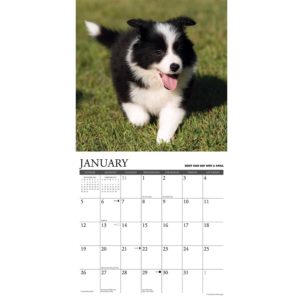 What Puppies Teach Us Wall 2025 Calendar