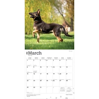 Belgian Malinois 2026 Wall Calendar - Online Exclusive