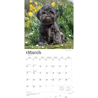 Shih Tzu 2026 Wall Calendar