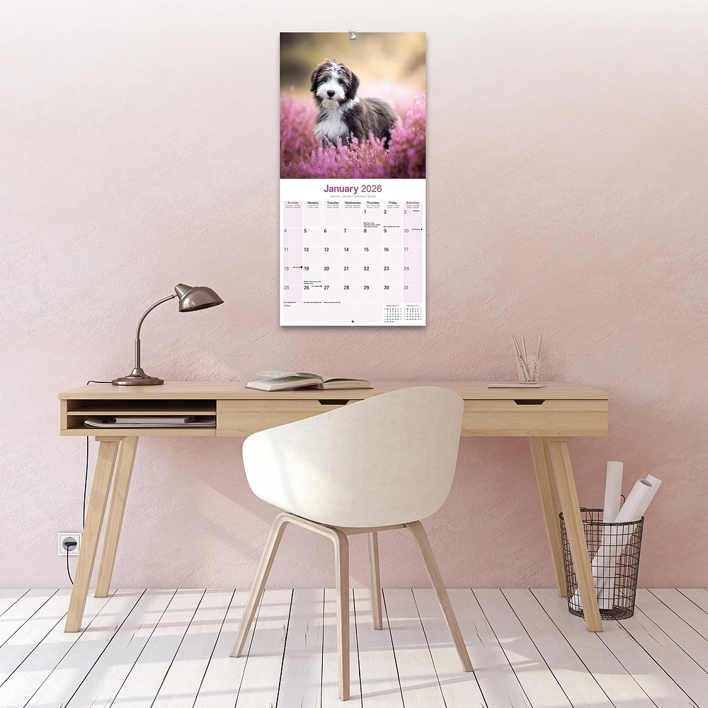 Bearded Collie Wall  2026 Calendar
