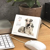 Puppies And Friends 2026 Box Calendar