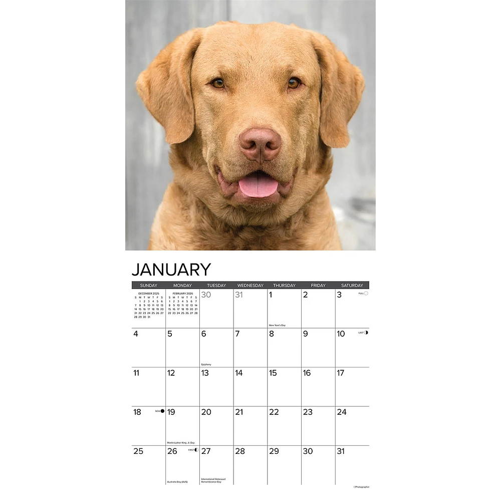 Just Chesapeake Bay Retrievers 2026 Wall Calendar