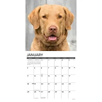 Just Chesapeake Bay Retrievers 2026 Wall Calendar