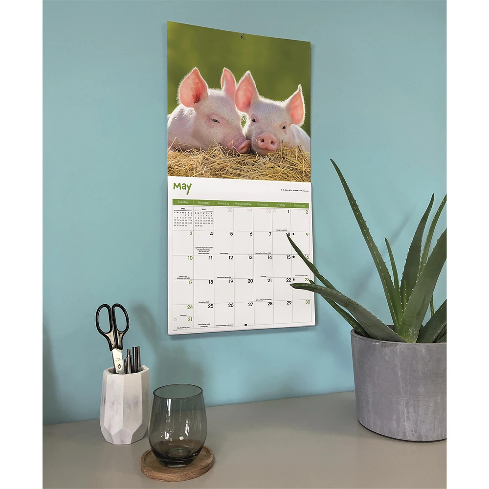 Mini Pigs 2026 Wall Calendar