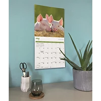 Mini Pigs 2026 Wall Calendar