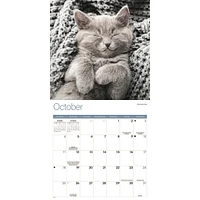 Kitty Naps 2026 Wall Calendar
