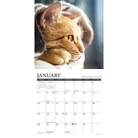 What Cats Teach Us Mini 2025 Calendar