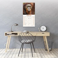 Apes Wall 2025 Calendar - Online Exclusive