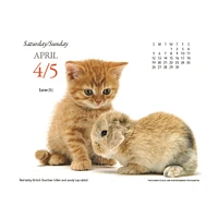 Kittens And Friends Box  2026 Calendar