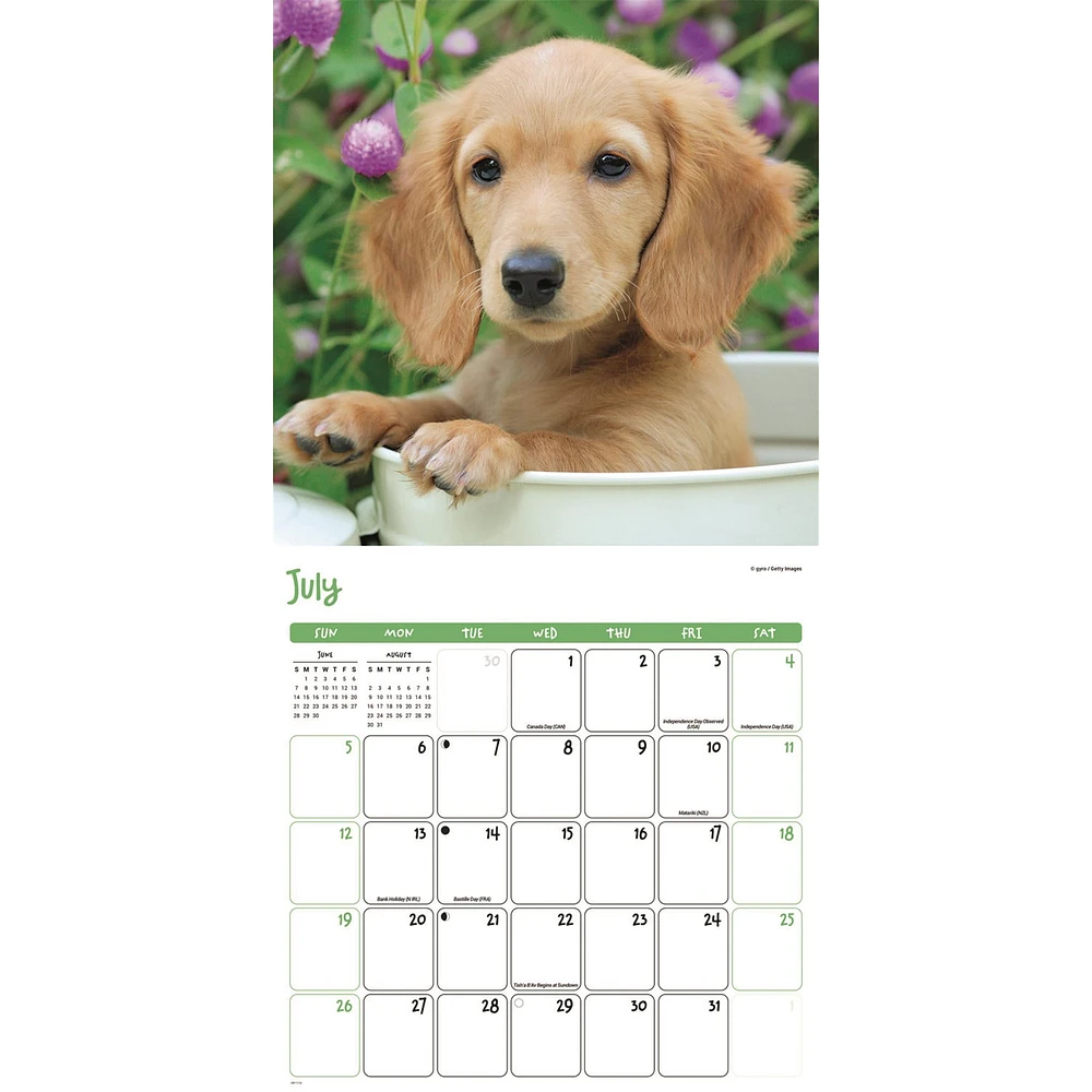 Puppies 2026 Wall Calendar