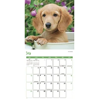 Puppies 2026 Wall Calendar