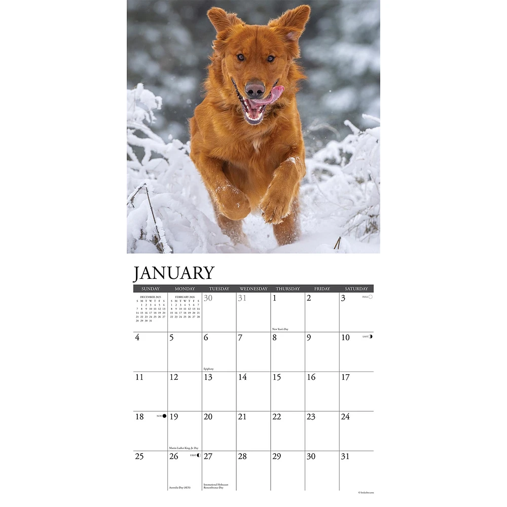 Just Goldens 2026 Wall Calendar