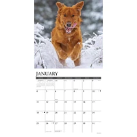 Just Goldens 2026 Wall Calendar