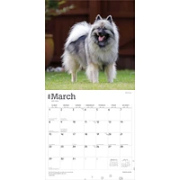 Keeshonden 2026 Wall Calendar