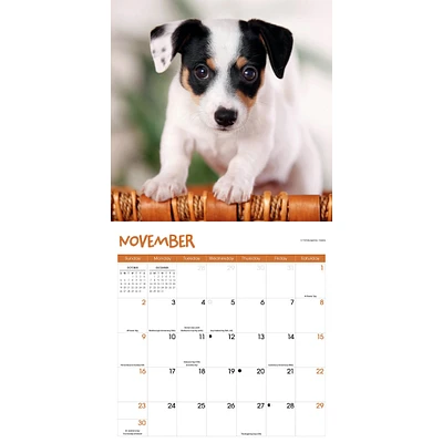 Puppies Wall 2025 Calendar