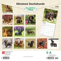 Miniature Dachshunds 2026 Wall Calendar