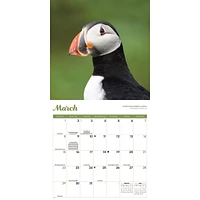 Puffins 2026 Wall Calendar