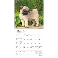 Pug Puppies 2026 Mini Calendar